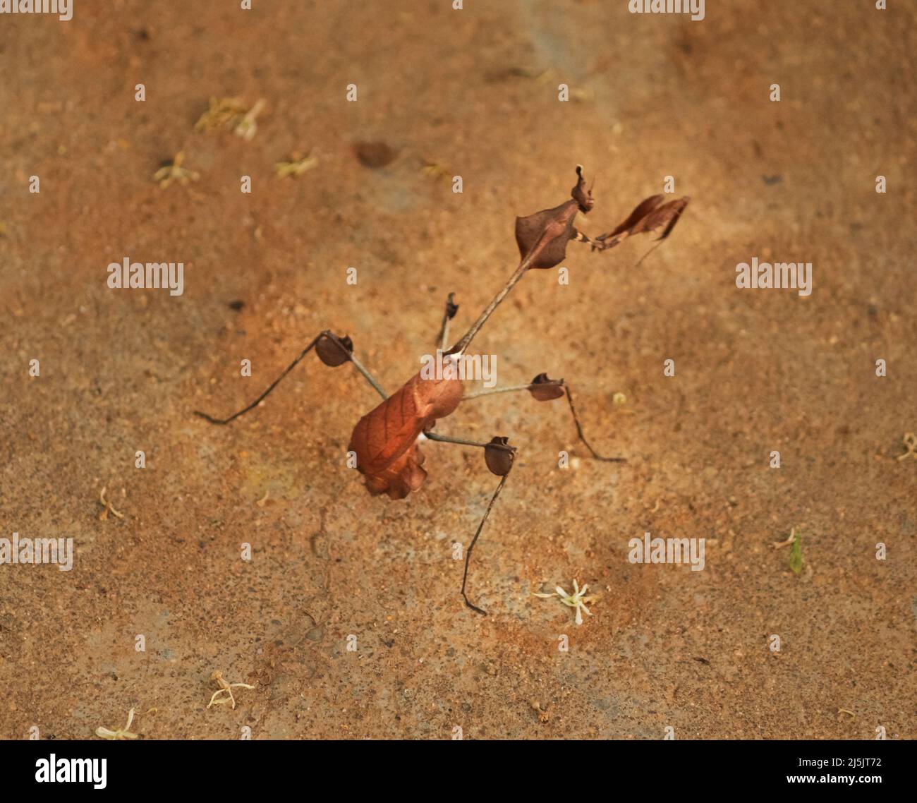 Phasmids Insekten auf dem Boden. Stick Insekten. Mit unscharfen Hintergrund Stockfoto