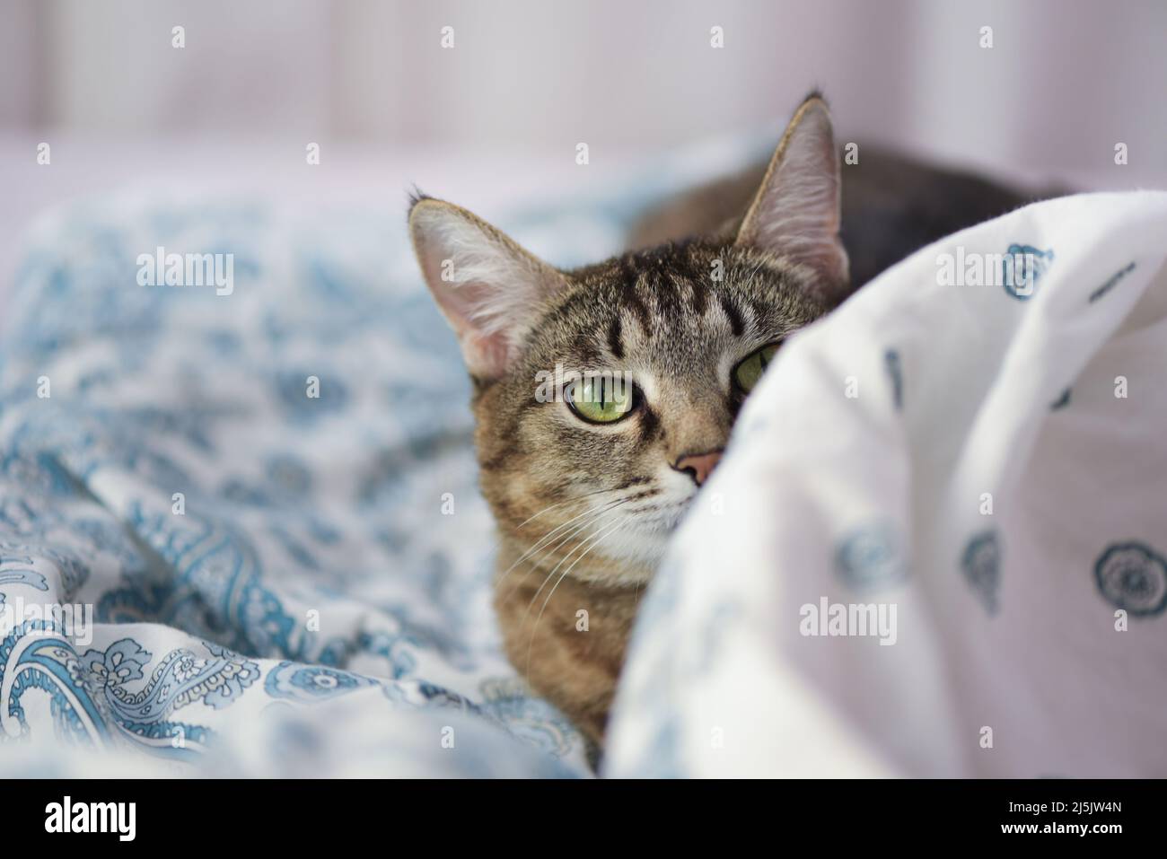 Nahaufnahme von niedlichen verspielten tabby Katze versteckt auf dem Bett  hinter einer Decke Stockfotografie - Alamy