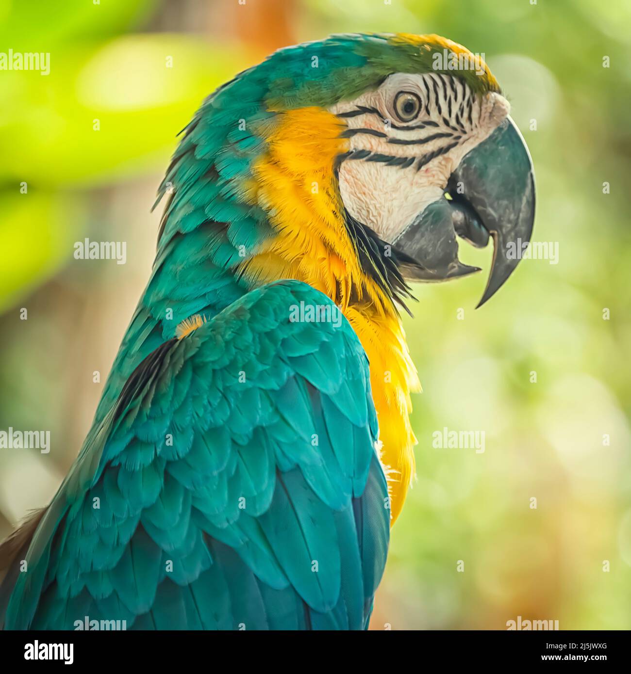 Blauer und gelber Ara auf einem Ast - Ara Arauna - exotischer Vogel Stockfoto