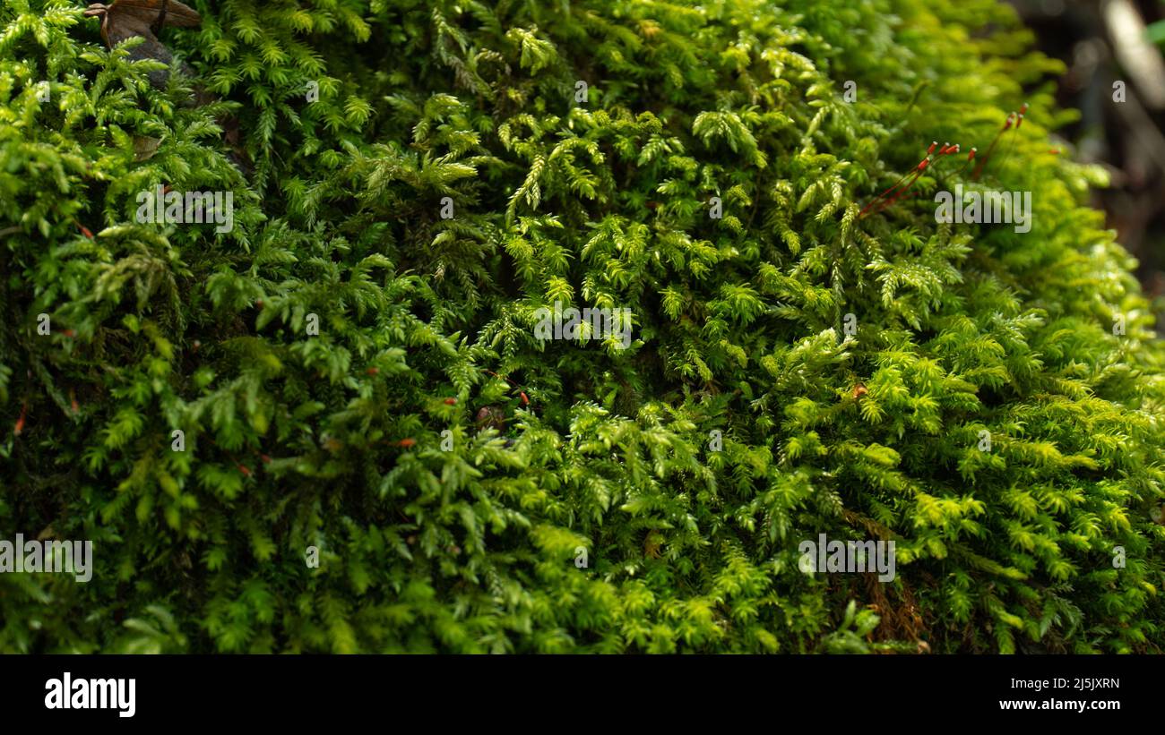 Kleines grünes Gras wächst auf Baumstamm. Natur Themen Hintergrund mit Moos bedeckt Stockfoto