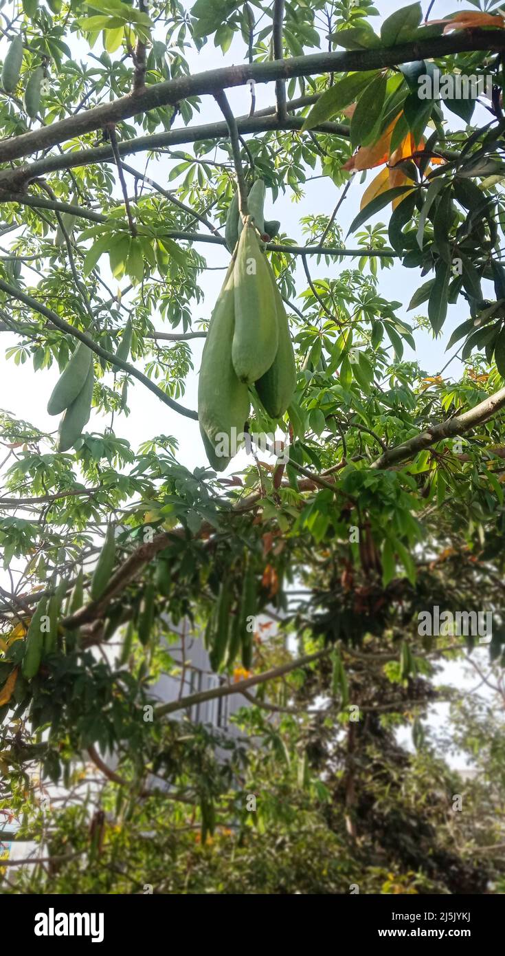 CEIBA PENTANDRA hängt Schoten auf einem Baumwollbaum Stockfoto