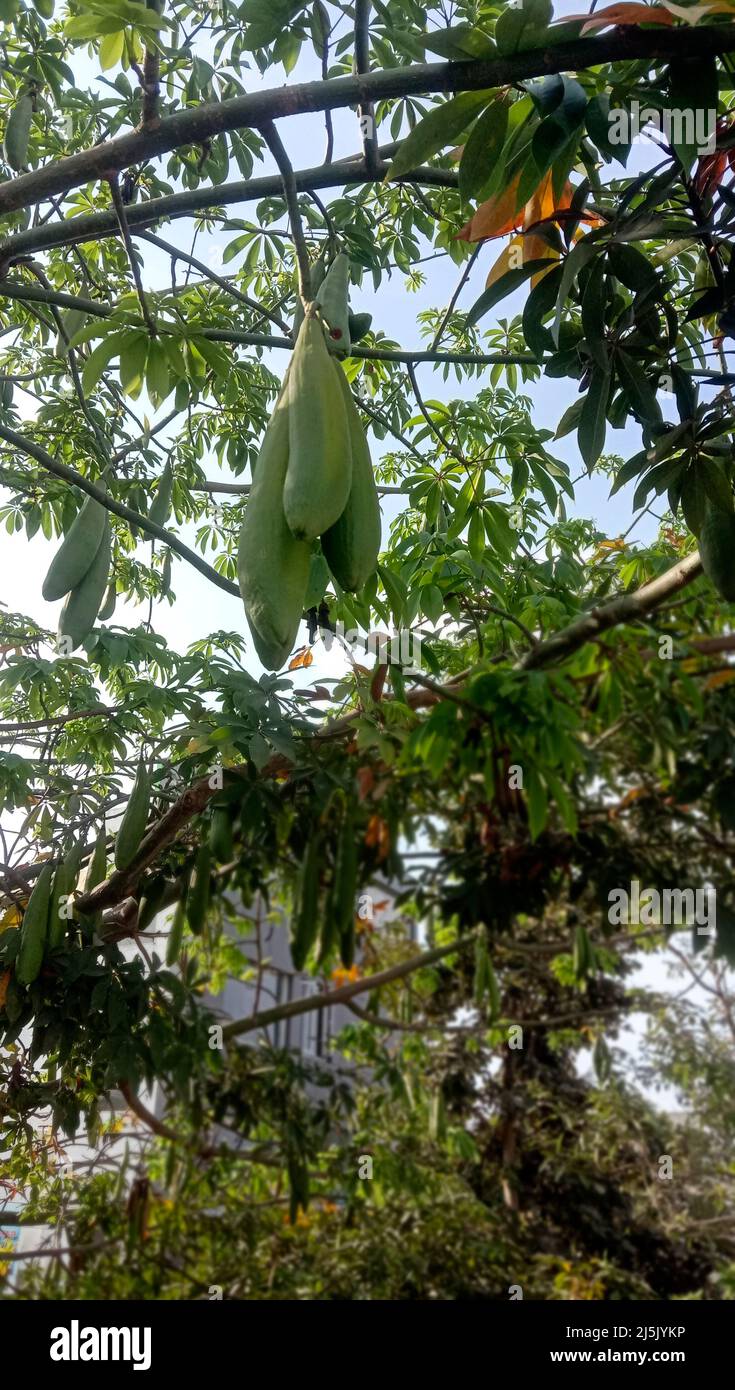 CEIBA PENTANDRA hängt Schoten auf einem Baumwollbaum Stockfoto
