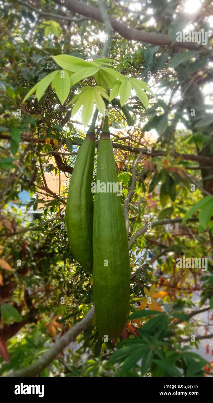 CEIBA PENTANDRA hängt Schoten auf einem Baumwollbaum Stockfoto