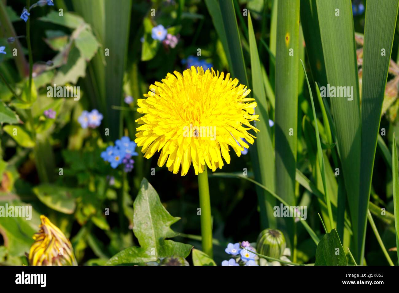 Gewöhnlicher Löwinenzapfen (Taraxacum officinale), der häufig als Gartengras angesehen wird, Sussex, Großbritannien Stockfoto