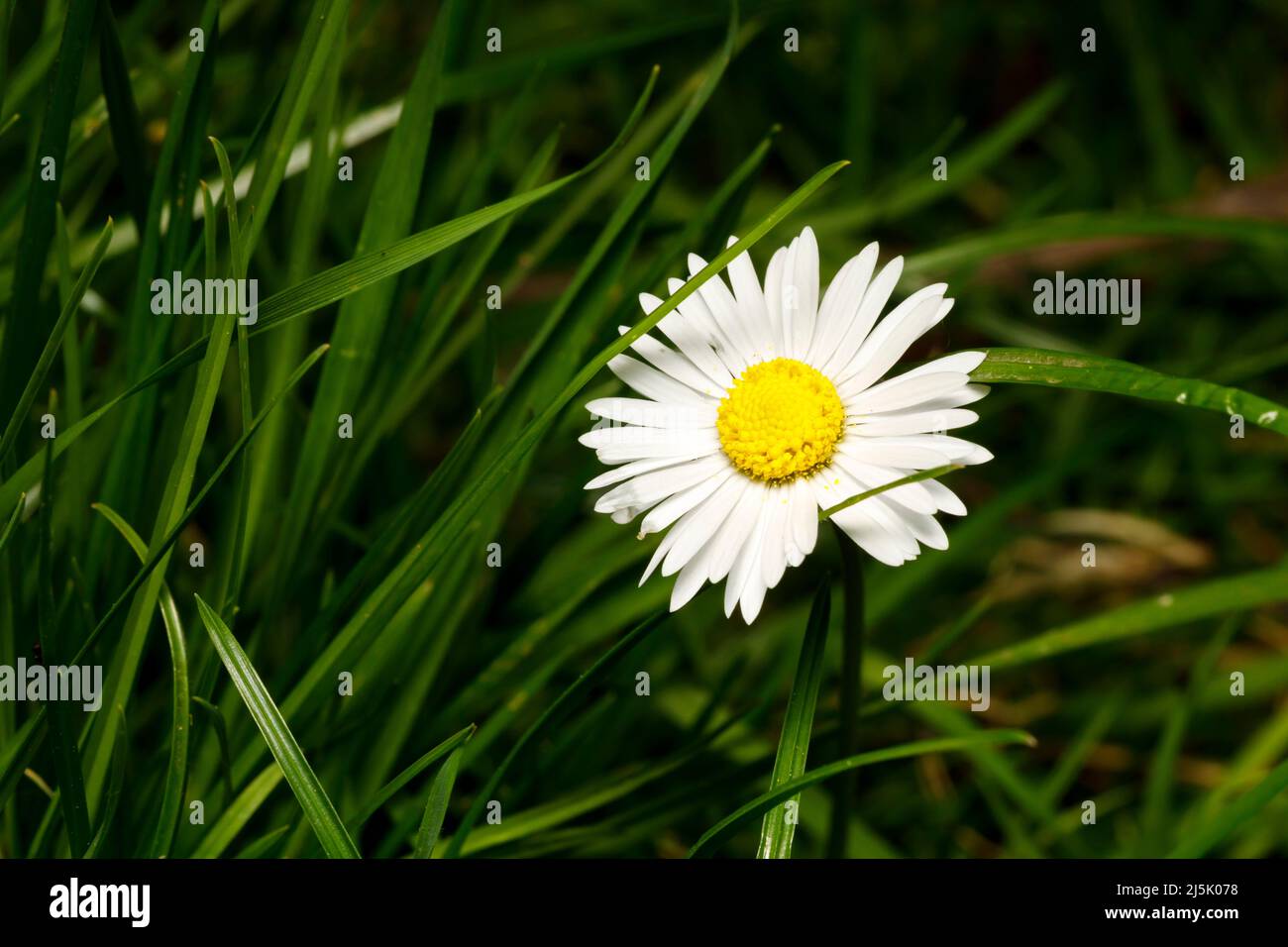 Daisy, oft als Unkraut angesehen, Sussex, Großbritannien Stockfoto