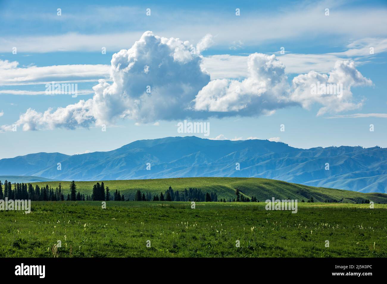 Grüne Grasland natürliche Landschaft in Xinjiang, China. Berühmte touristische Destination. Stockfoto
