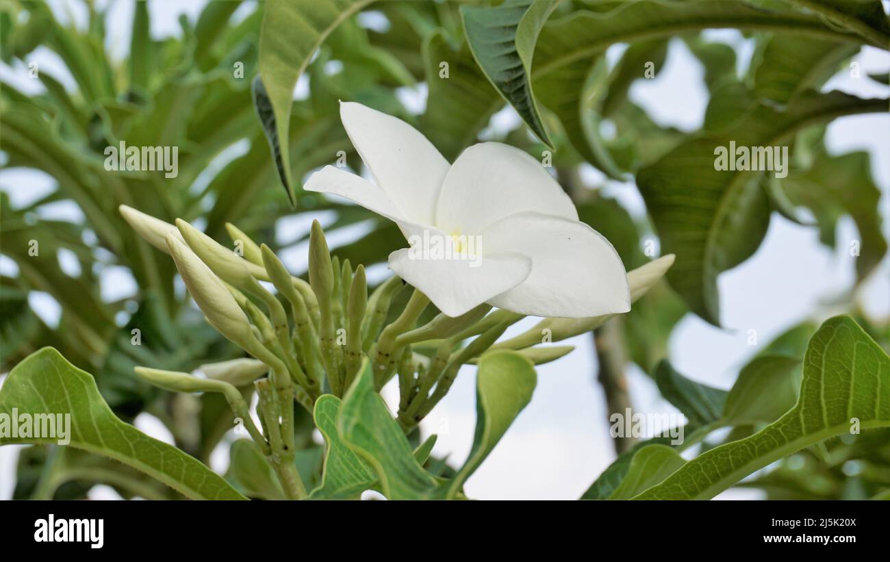 Blumen von Plumeria pudica mit natürlichen Blättern Hintergrund auch als Bridal Boquet bekannt Stockfoto