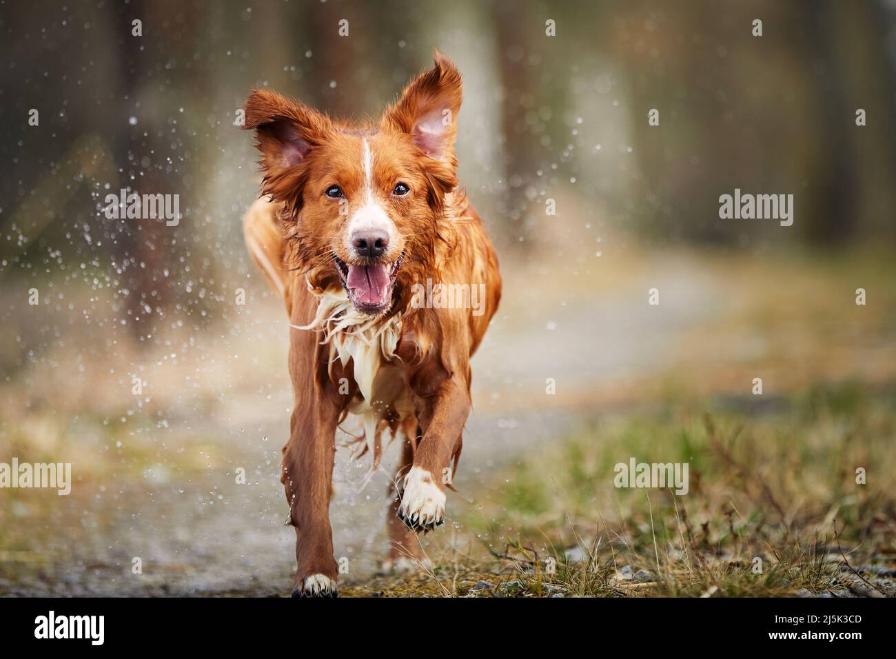Vorderansicht des schnell laufenden glücklichen Hundes. Selektiver Fokus auf Nova Scotia Duck Tolling Retriever auf Gehwegen gegen den Wald. Stockfoto