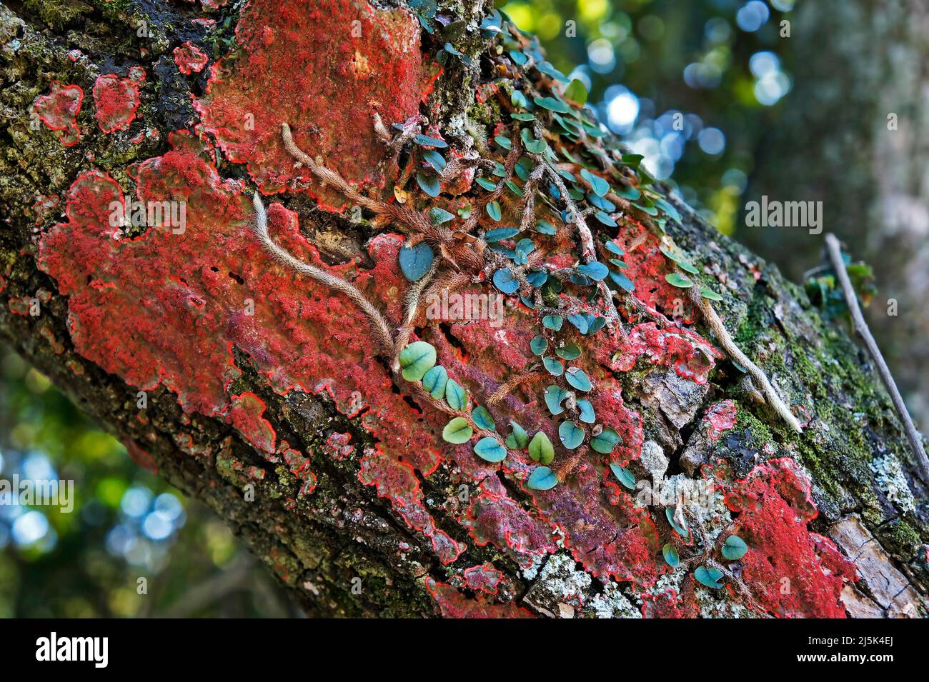 Rote Flechten auf Baumzweig Detail Stockfoto