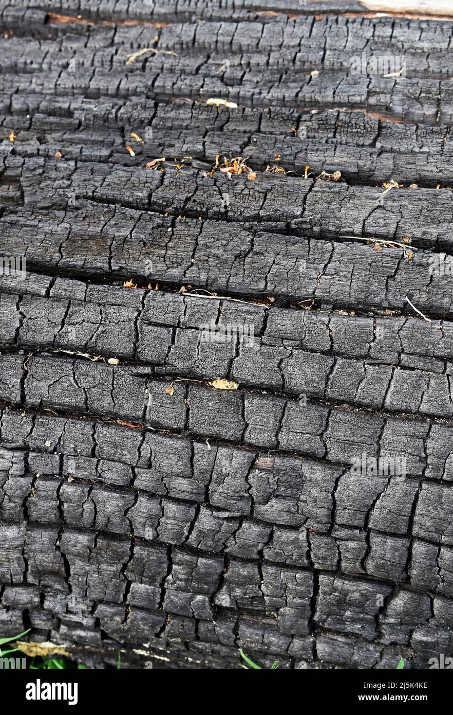 Gebrannter Baum Stamm Textur Hintergrund Stockfoto