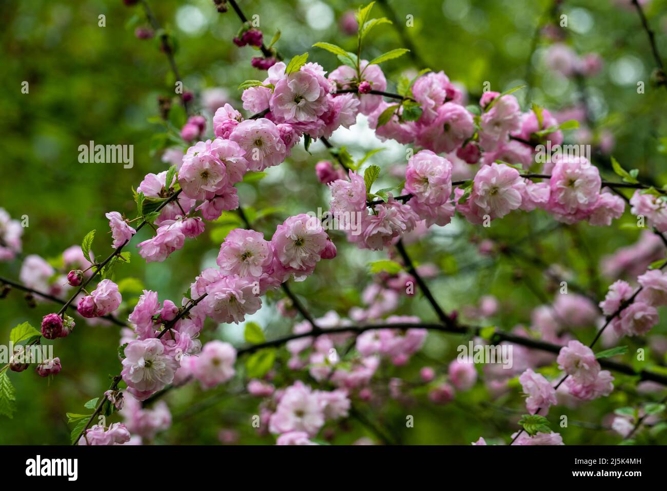 Schöner natürlicher Frühlingshintergrund mit dekorativen Mandelblüten. Wunderbares Bokeh. Stockfoto