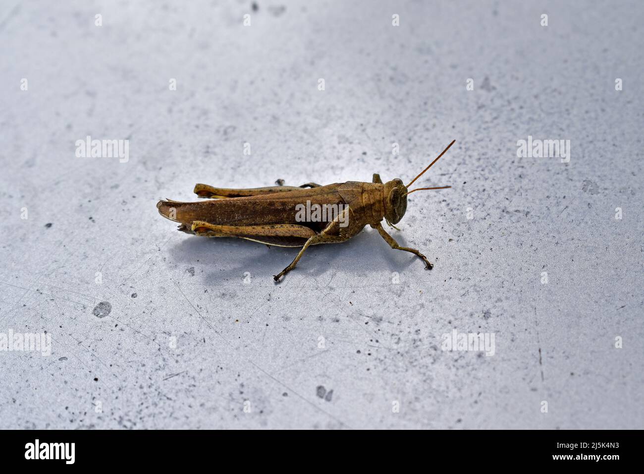 Braune Heuschrecke auf schmutziger metallischer Oberfläche Stockfoto