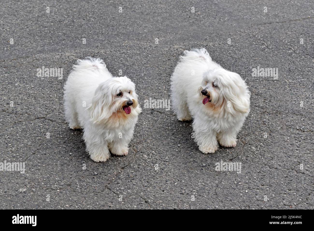 Zwei weiße Zwillingswelpen auf der Straße Stockfoto