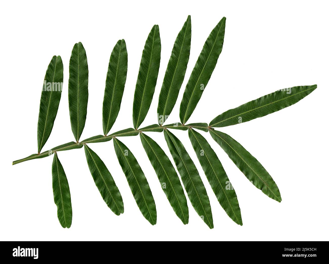 Natürliches Baumblatt auf weißem Hintergrund Stockfoto