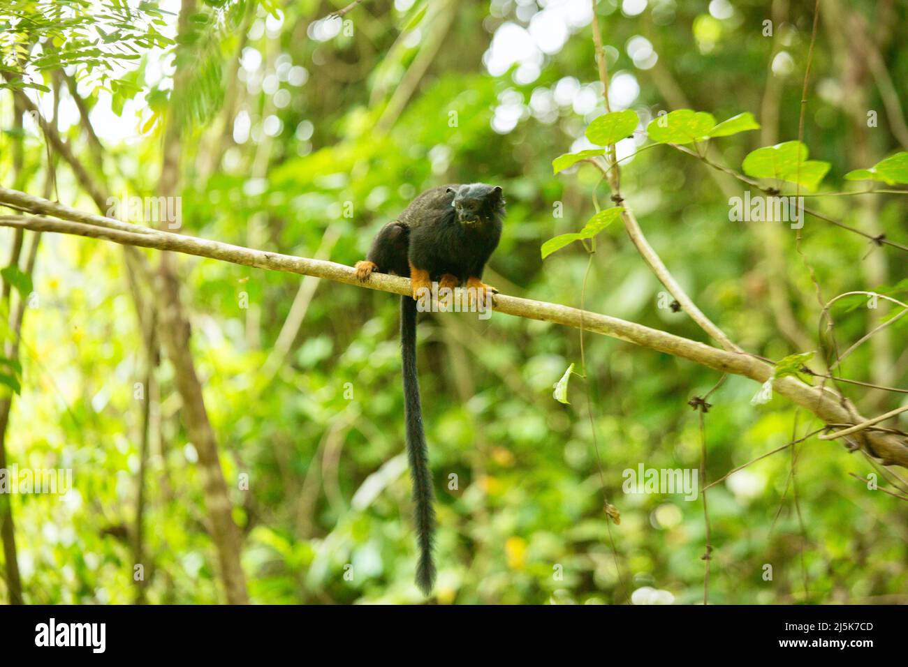 Red-handed Tamarin, Saguinus Midas, Danpaati Insel, oberen Suriname Fluss, Surinam Stockfoto