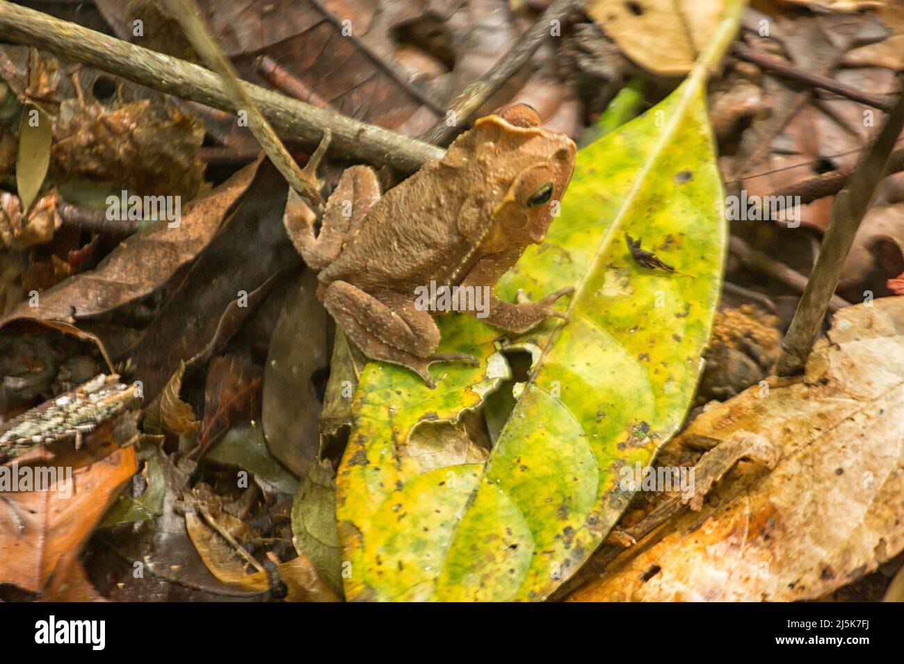 Rhinella margaritifera. Südamerikanische Kröte, mit Gehrungskröte auf einem Blatt in Suriname Stockfoto