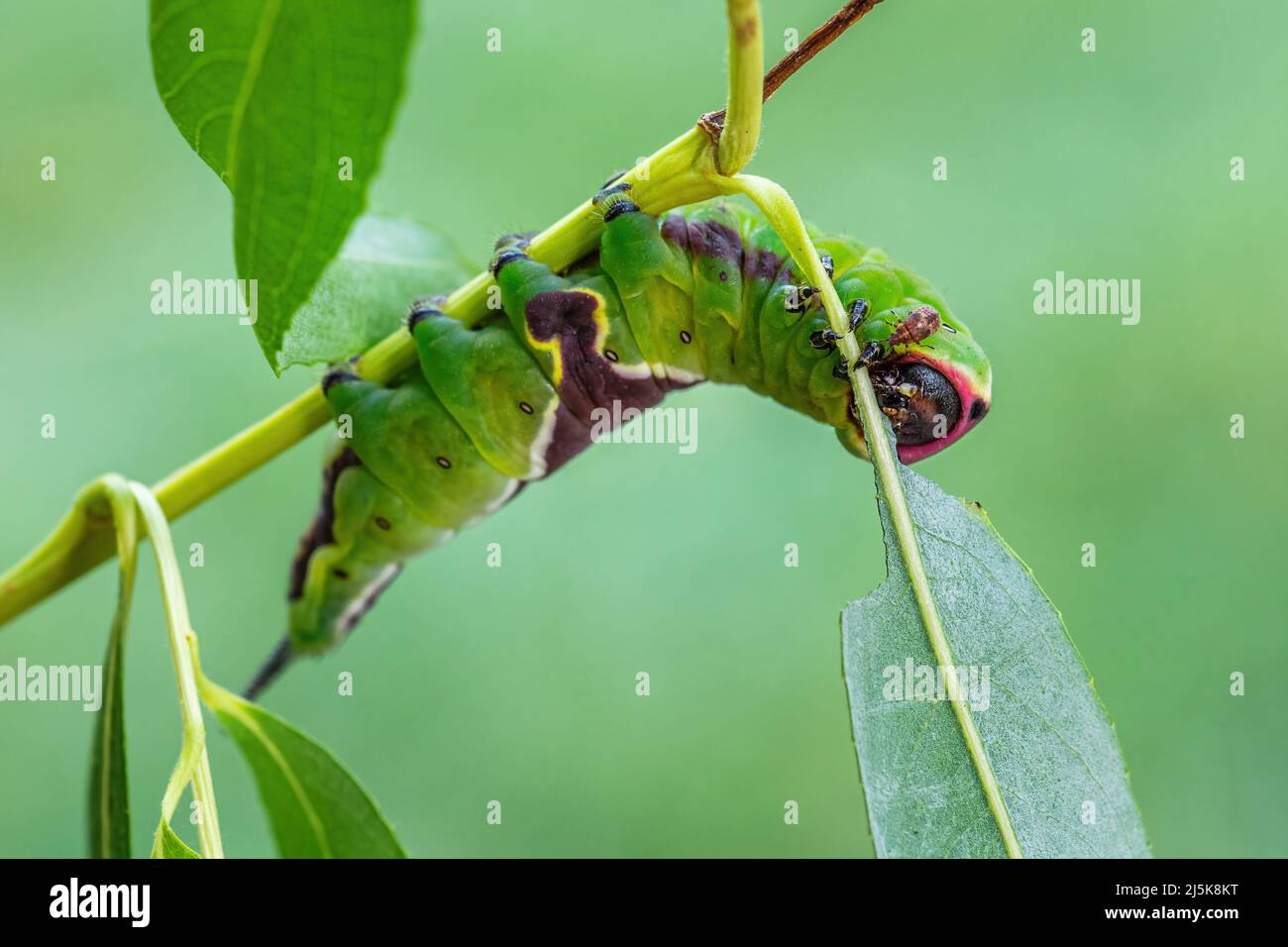 Puss Moth - Cerura vinula, kleine schöne Motte aus europäischen Wäldern und Wäldern, Tschechische Republik. Stockfoto