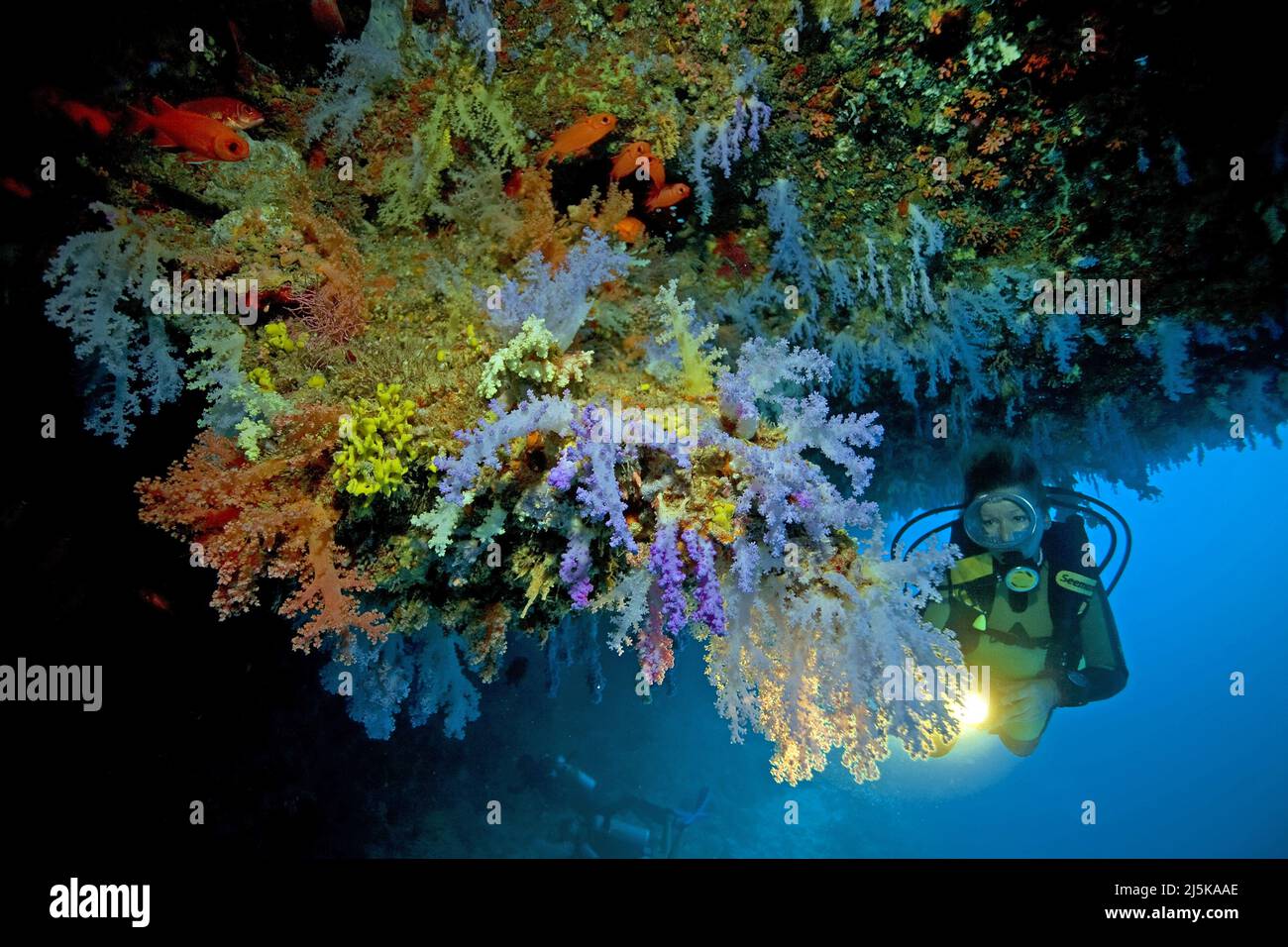 Taucher in einem Korallenriff, bewundert bunte Weichkorallen (Nephthya sp.), unter einem Überhang, Malediven, Inder, Ozean, Asien Stockfoto
