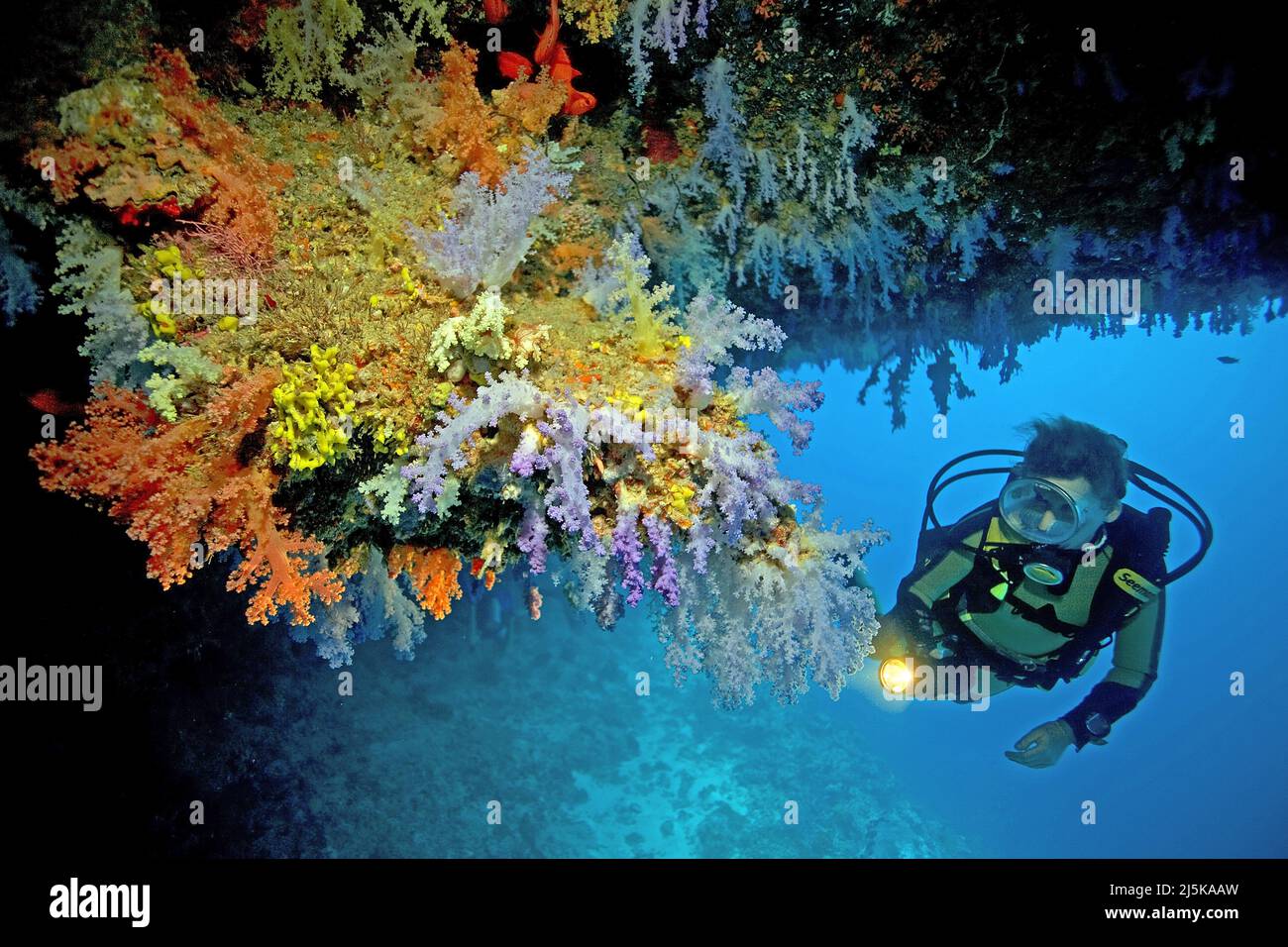 Taucher in einem Korallenriff, bewundert bunte Weichkorallen (Nephthya sp.), unter einem Überhang, Malediven, Inder, Ozean, Asien Stockfoto