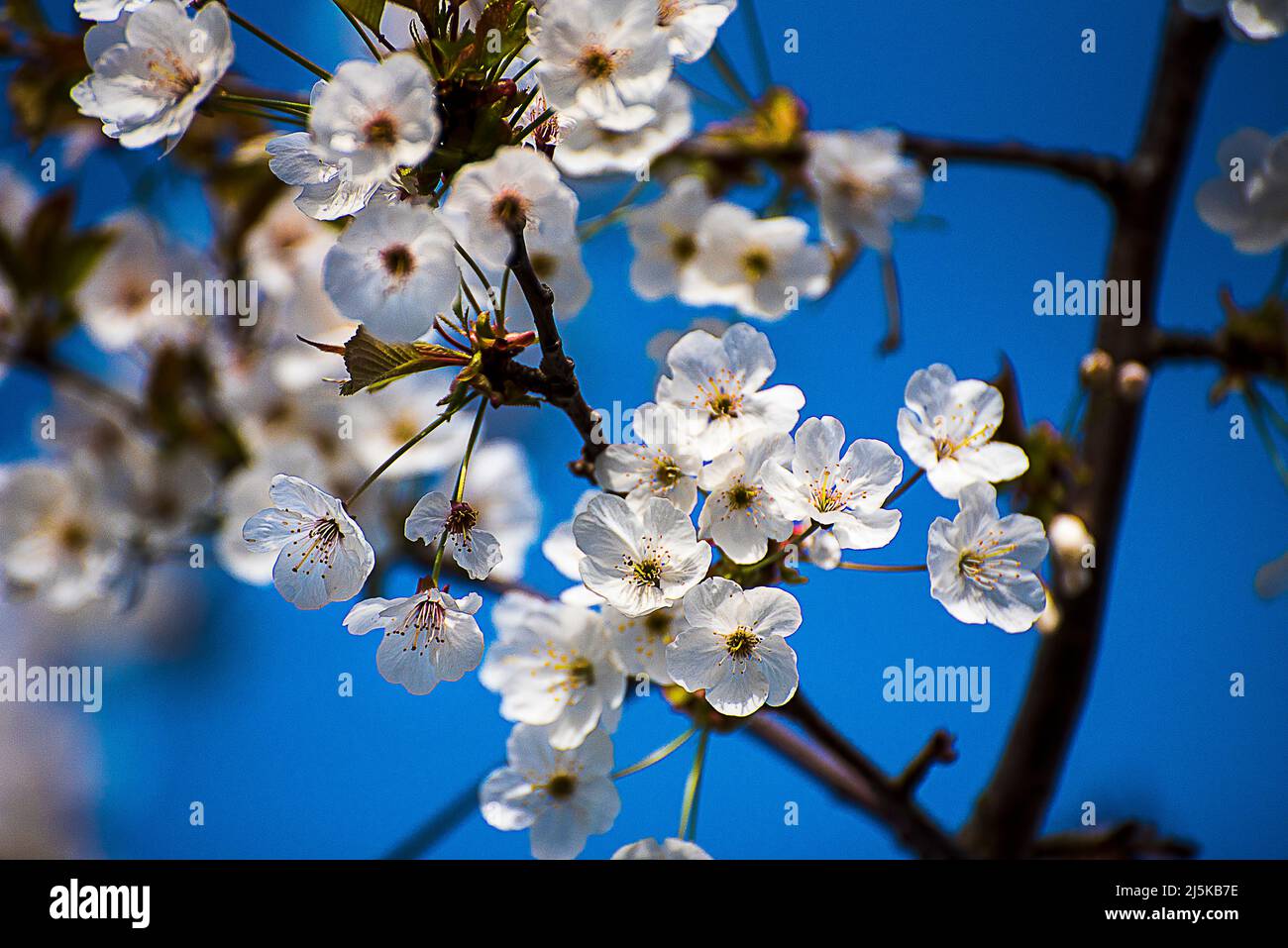 Die Blüte rechts stammt von einem japanischen Kirschbaum, der zwar Kirschen hervorbringt, aber ungenießbar und winzig ist. Stockfoto Die Blüte rechts stammt von einem japanischen Kirschbaum, der zwar Kirschen hervorbringt, aber ungenießbar und winzig ist. Stockfoto