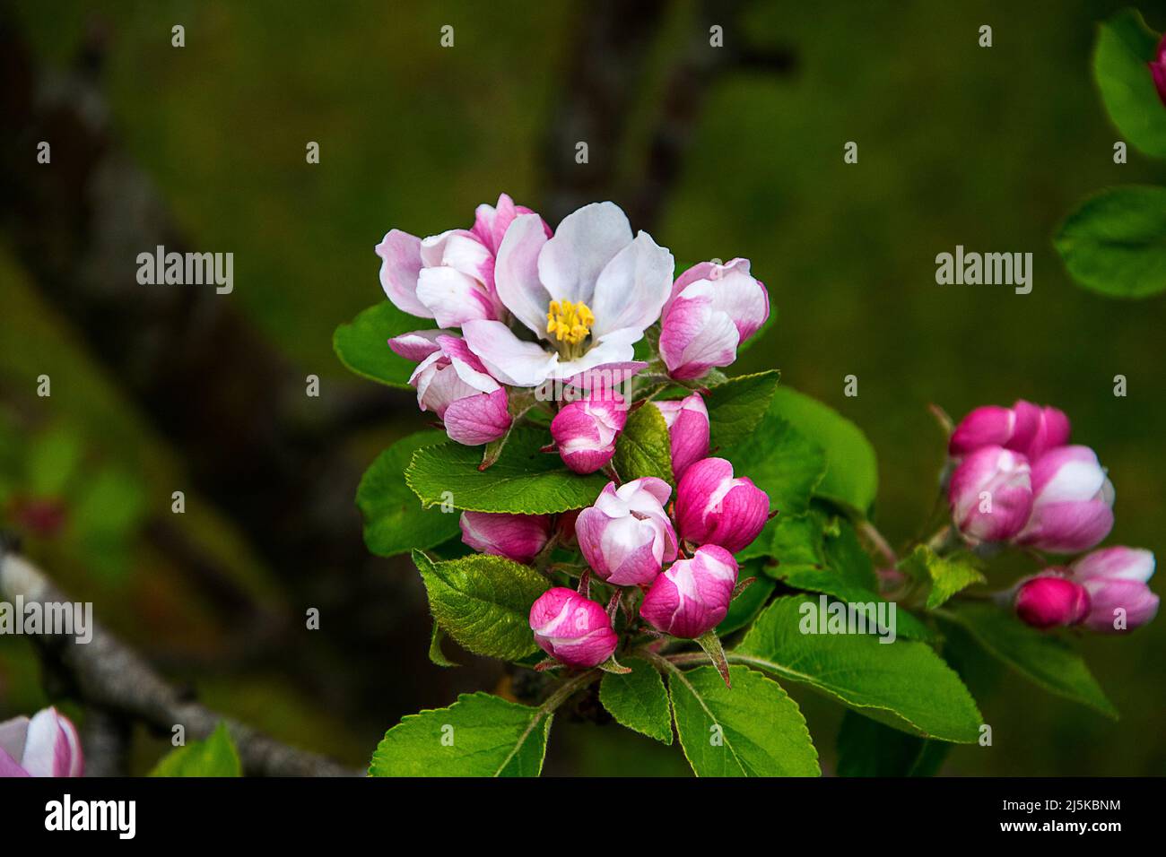 Frühjahr Apple Blossom in einem Englischen Garten in Lancashire Stockfoto Frühjahr Apple Blossom in einem Englischen Garten in Lancashire Stockfoto