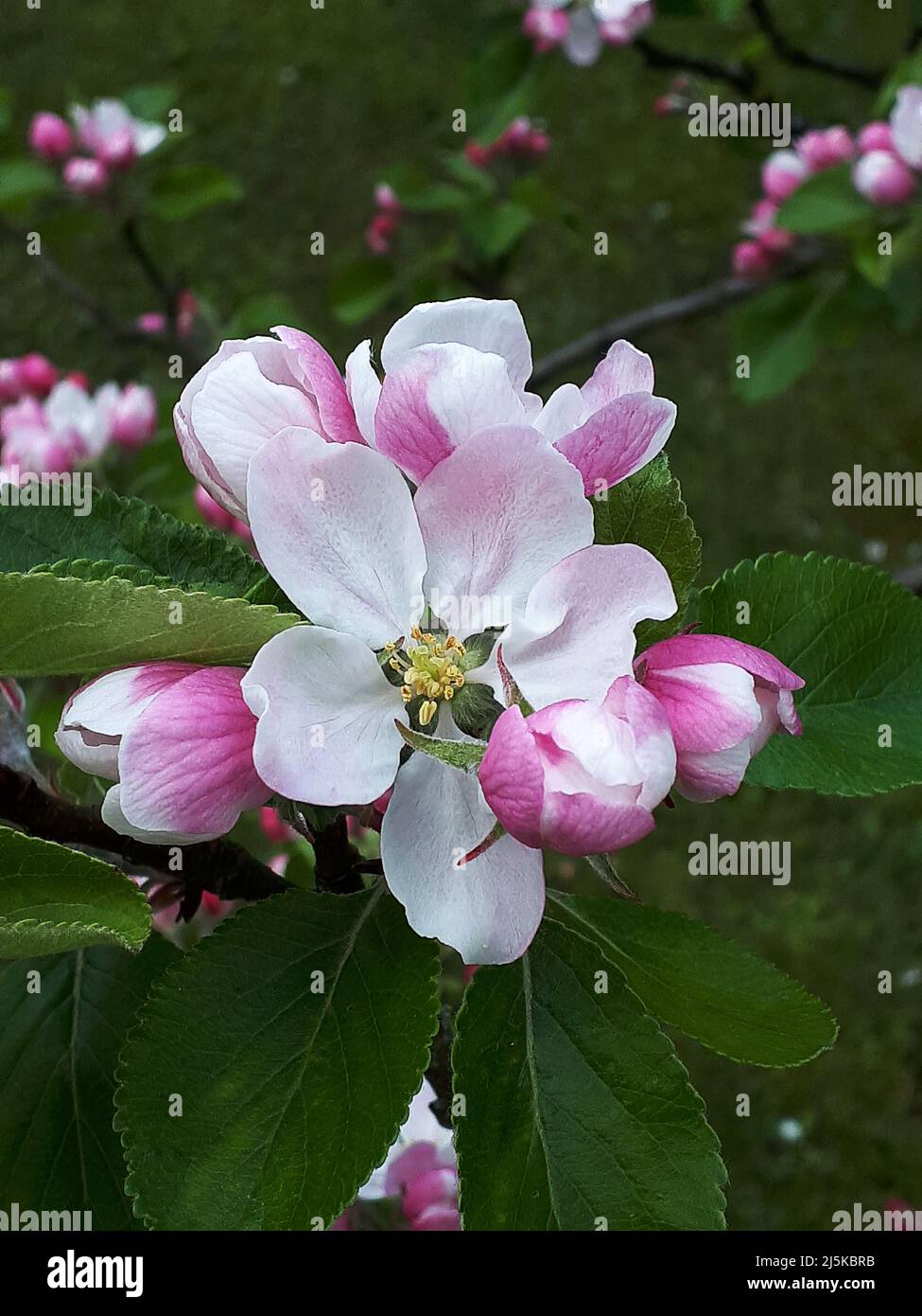 Frühjahr Apple Blossom in einem Englischen Garten in Lancashire Stockfoto Frühjahr Apple Blossom in einem Englischen Garten in Lancashire Stockfoto