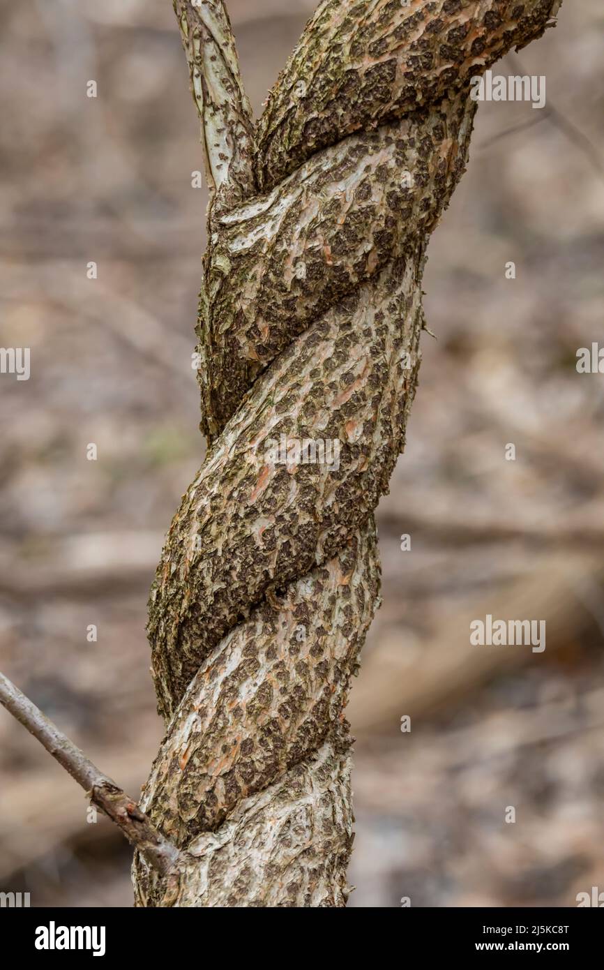 Oriental Bittersweet, Celastrus orbiculatus, eine invasive Weinrebe, die sich in Richtung Walddach verdreht, Woodland Park and Nature Preserve, Battle Creek, Michigan Stockfoto