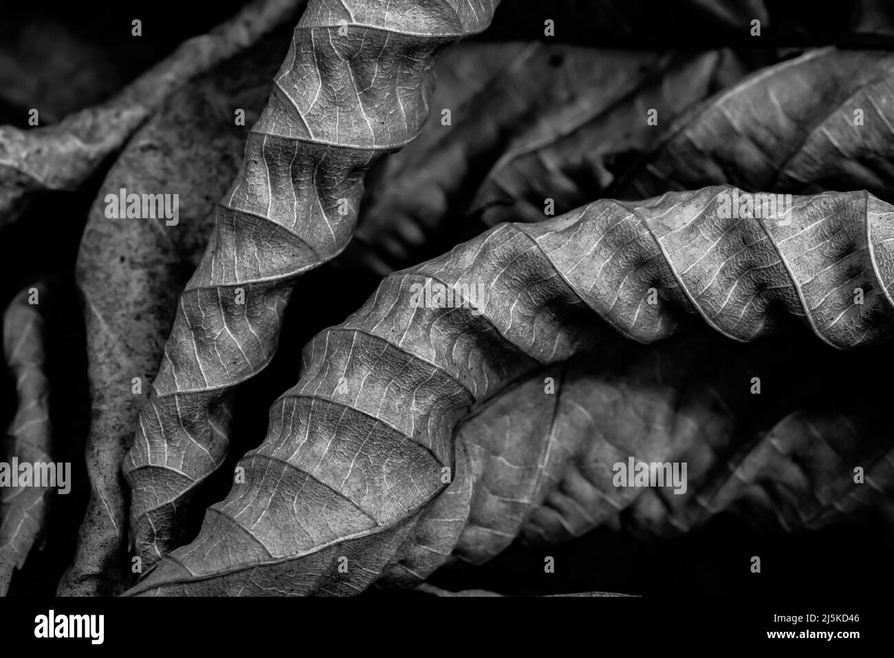 Gefallene amerikanische Buche, Fagus grandifolia, Blätter im Ott Biological Preserve, Calhoun County, Michigan, USA Stockfoto