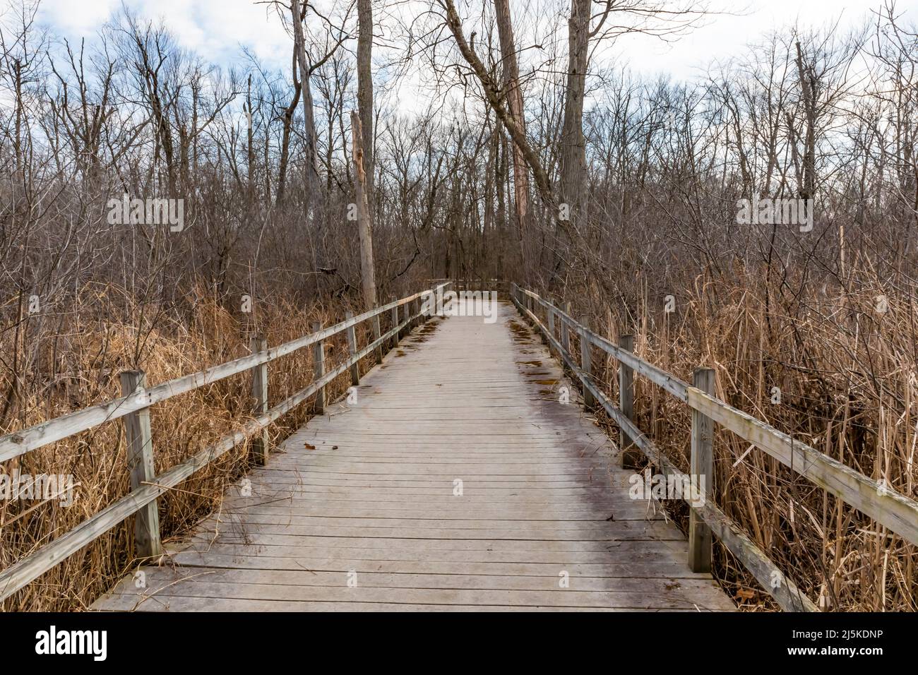 Boardwalk durch ein Feuchtgebiet mit Rohrkolben im frühen Frühjahr im Ott Biological Preserve, Calhoun County, Michigan, USA Stockfoto
