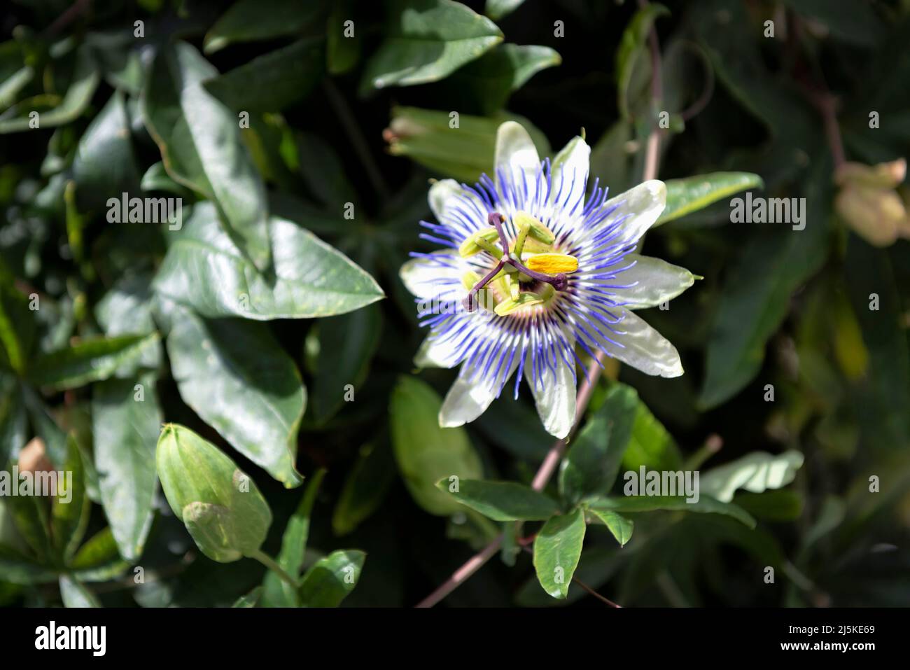 Passiflora caerulea, blaue Passionsblume, bluecrown Passionsblume oder gemeinsame Passionsblume Stockfoto