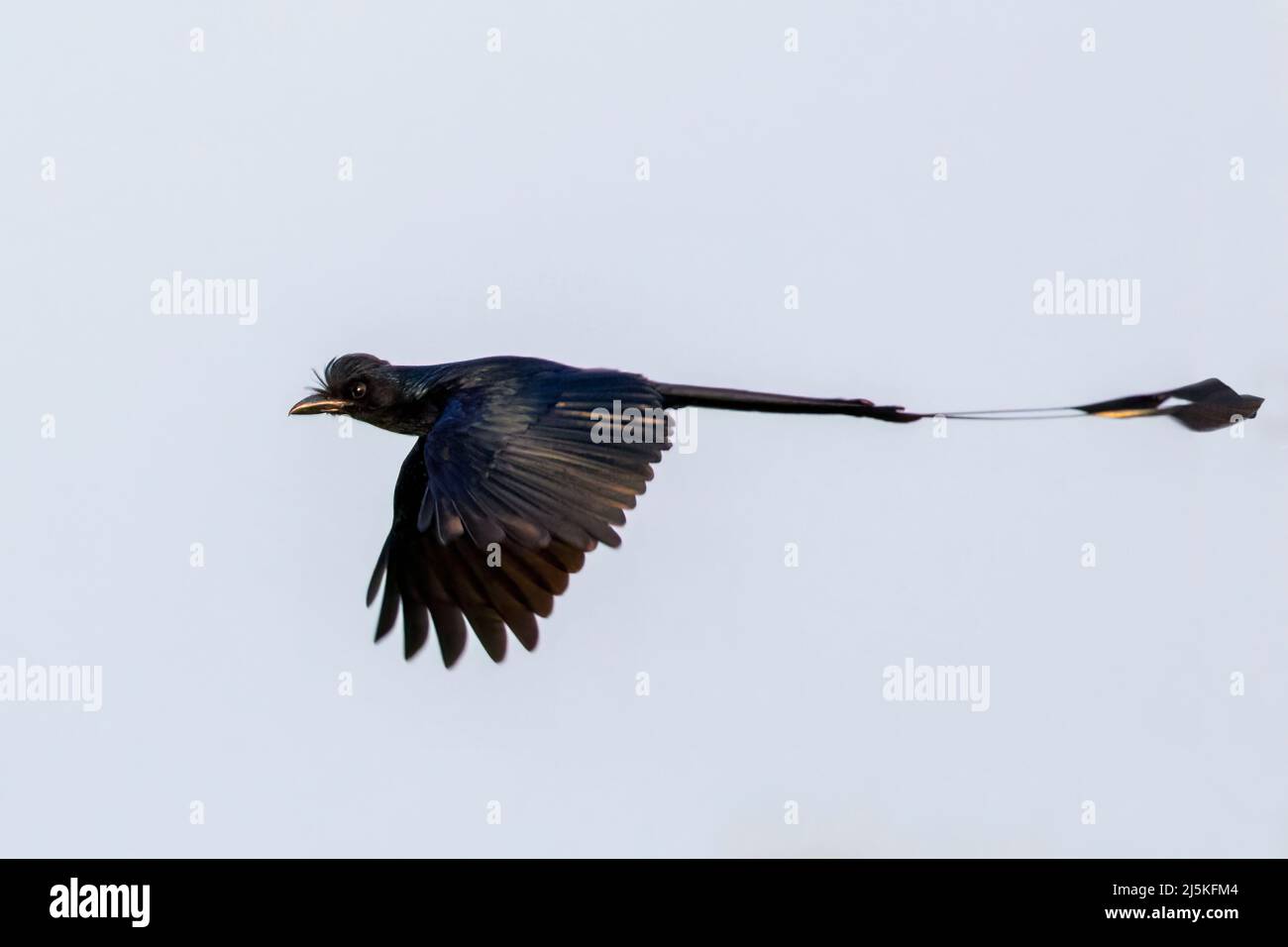 Bild des Großracquettailed Drongo ( Dicrurus paradieseus), der am Himmel fliegt. Vogel. Tiere. Stockfoto