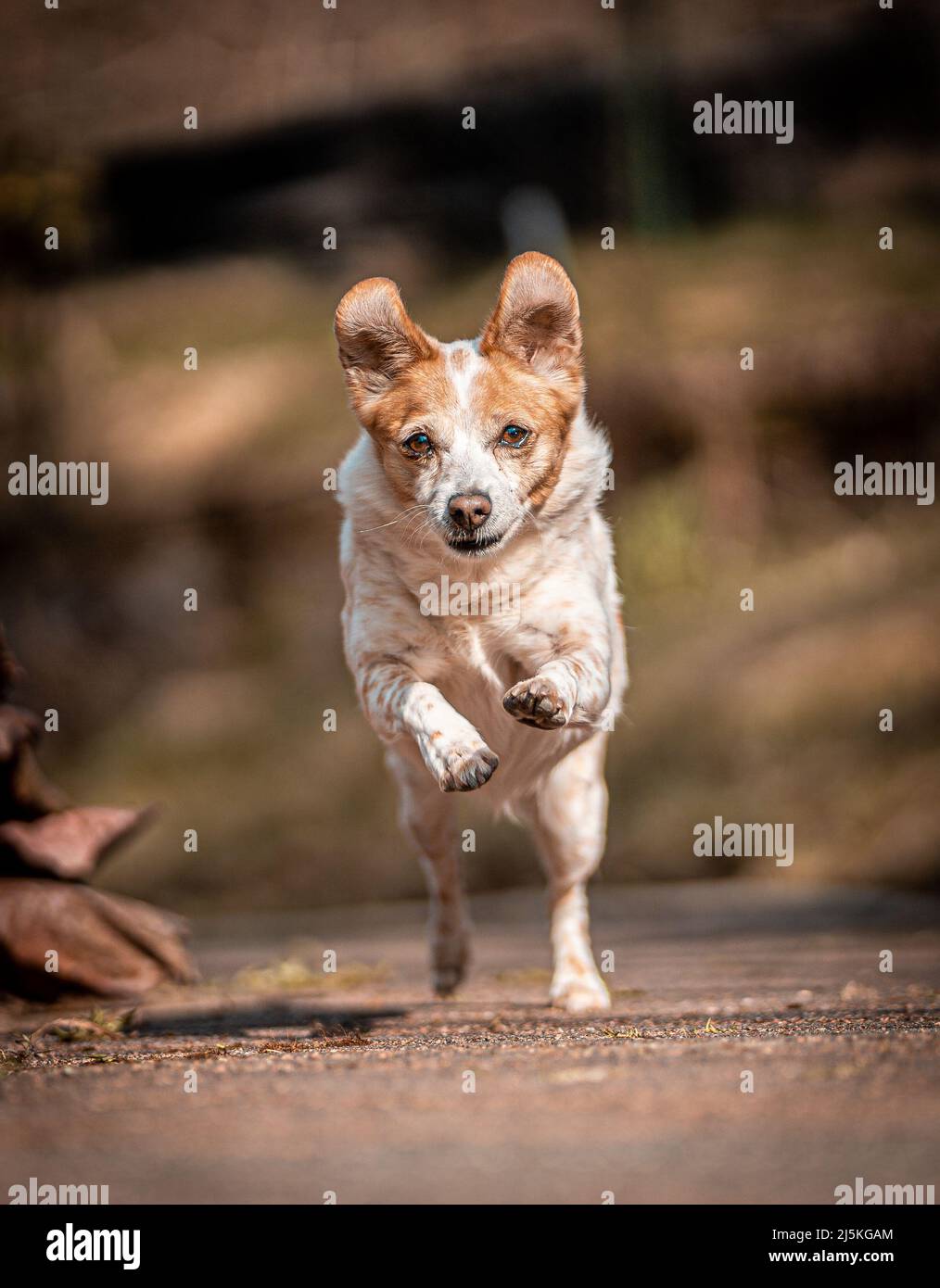 Glücklicher Hund lebt sein bestes Leben Stockfoto