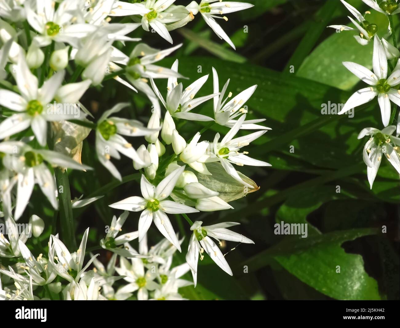 Blüten von Allium ursinum oder Bärlauch, essbare Pflanzen im Wald Stockfoto