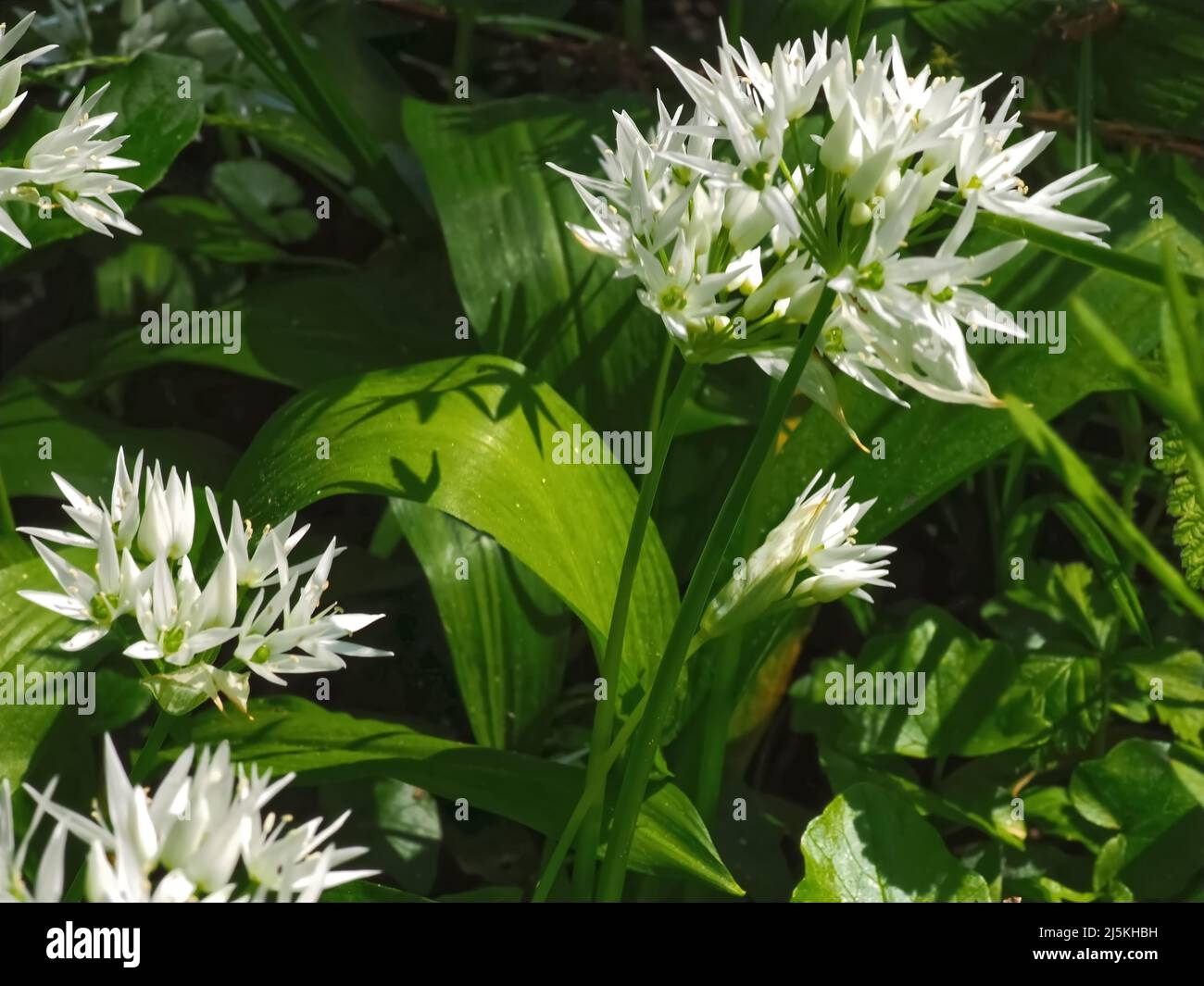 Blüten von Allium ursinum oder Bärlauch, essbare Pflanzen im Wald Stockfoto