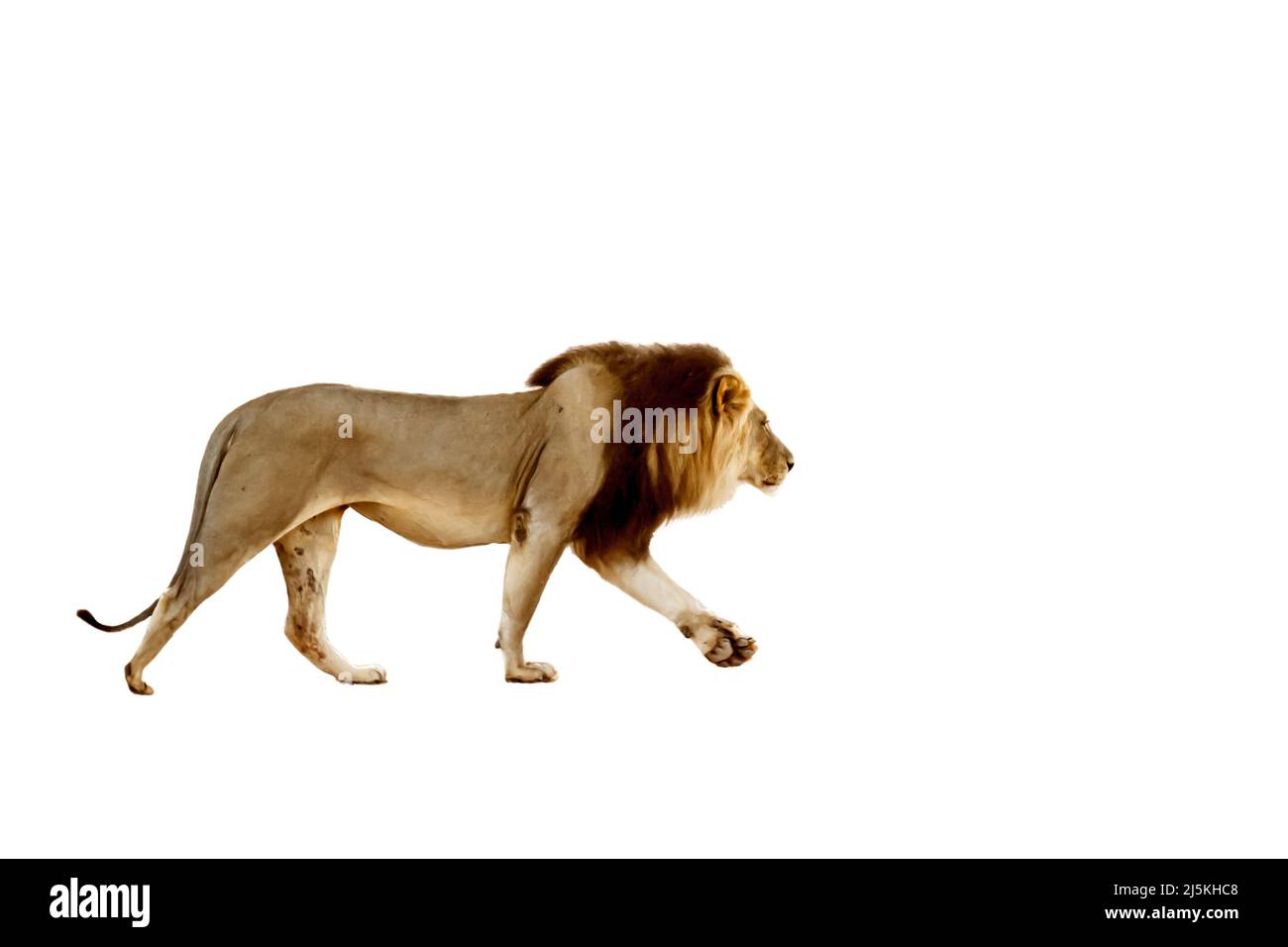 Afrikanischer Löwenmännchen, der isoliert auf weißem Hintergrund im Kgalagadi Transfrontier Park, Südafrika, läuft; Artie panthera leo Familie von felidae Stockfoto