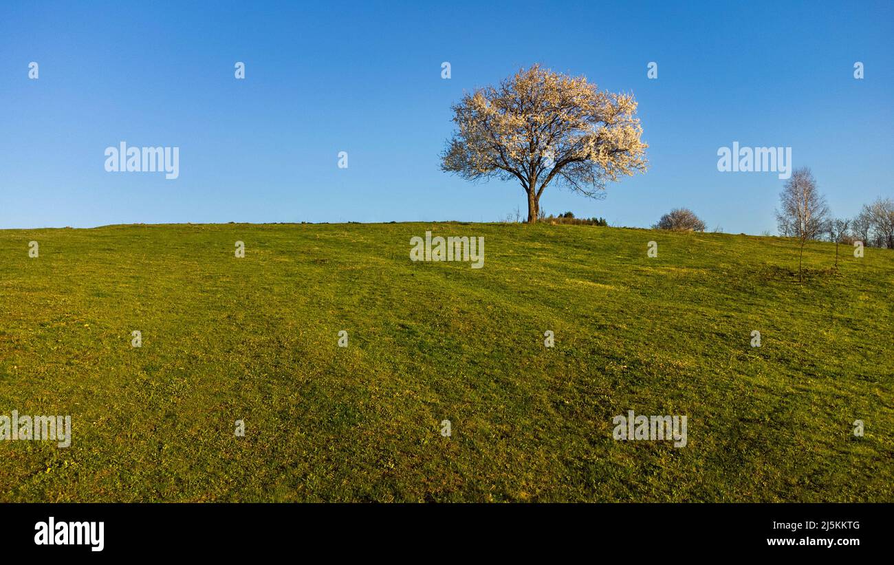 Einzelner blühender Pflaumenbaum auf einem Hügel eines Grasfeldes. Stockfoto