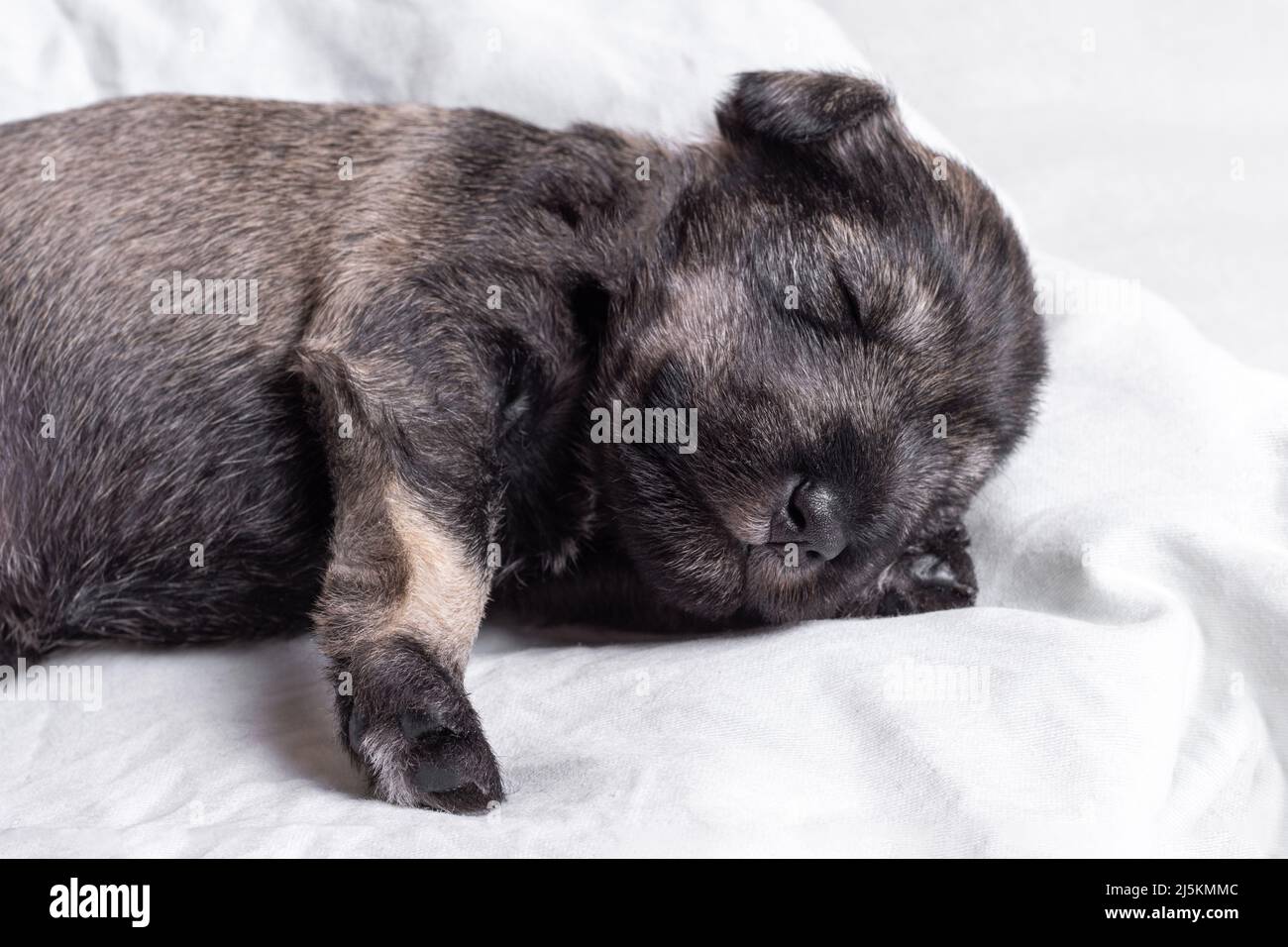 Kleiner schlafender neugeborener Miniatur-Schnauzer-Welpe auf weißem Hintergrund, Nahaufnahme. Kleiner blinder schlafender Welpe. Pflege von Haustieren Stockfoto
