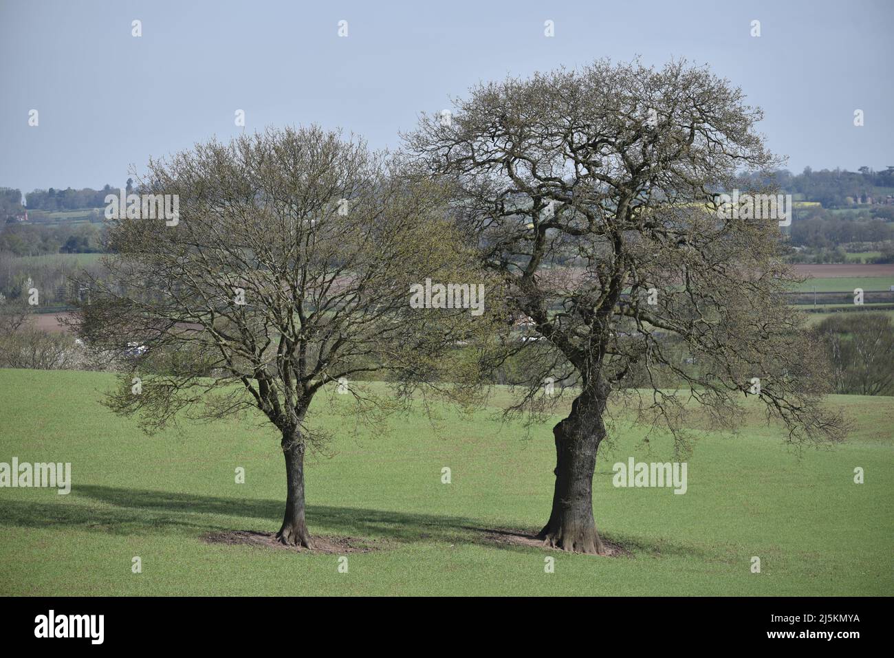 Frame-filling Close-Up Bild von zwei Bäumen Seite an Seite vor einem Staffordshire Landschaft Hintergrund an einem sonnigen Tag im April, Großbritannien Stockfoto