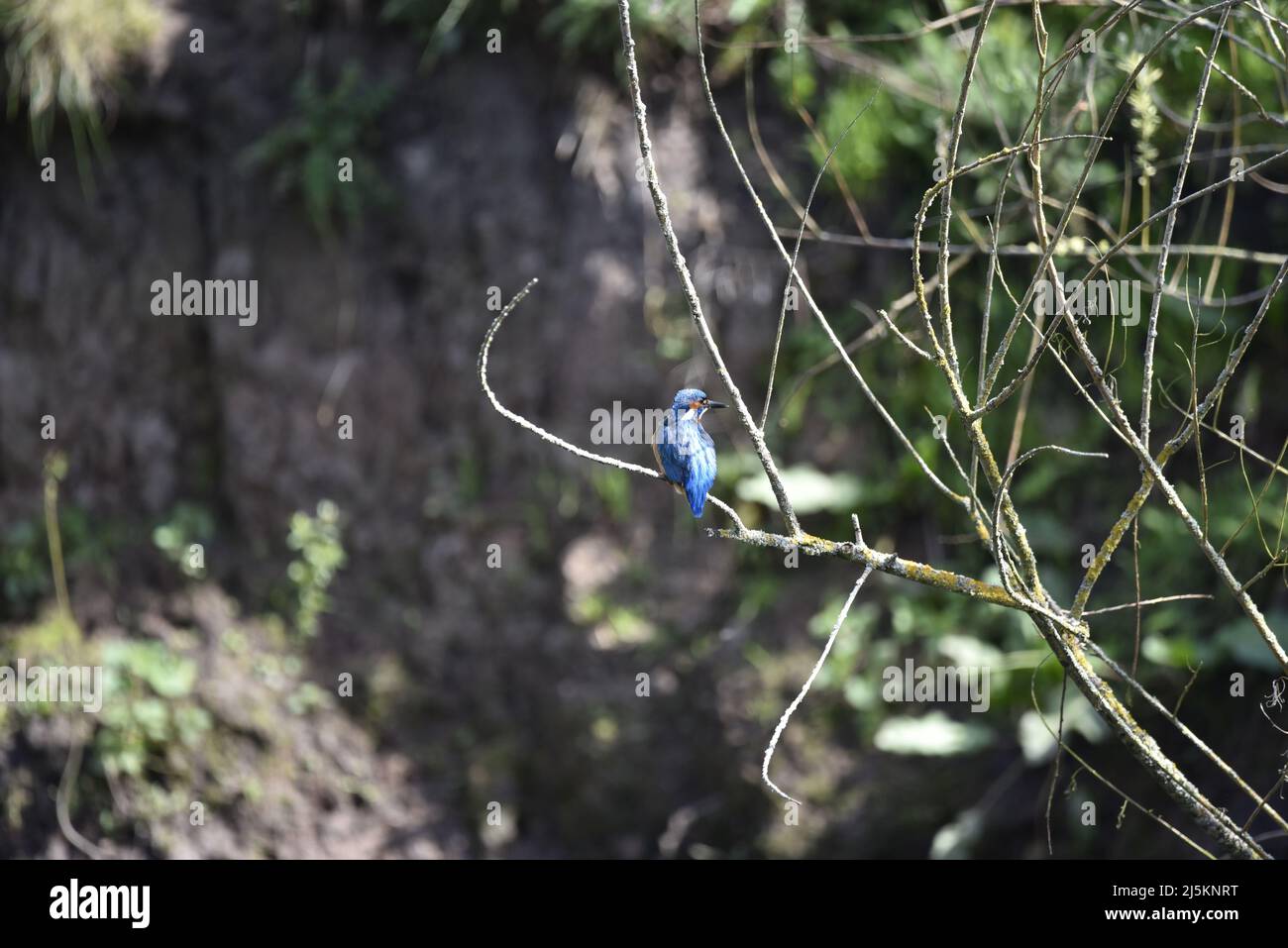 Rückseite und rechte Profilaufnahme eines männlichen Eiskönigs (Alcedo atthis), der auf einem Ast über einem Fluss thront, wandte sich Head an einem sonnigen Tag, Großbritannien, nach rechts Stockfoto
