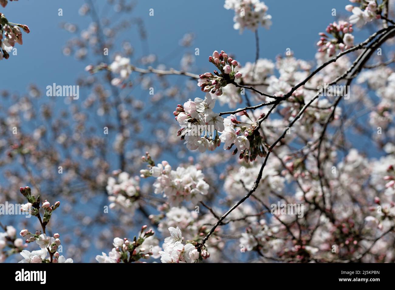 Kirschblüten, Kirschbaum in Blütenpracht Stockfoto