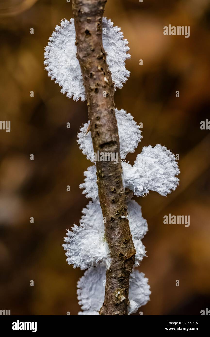 Common Splitgill, schizophyllum Kommune, wächst auf und in einem toten Zweig im Woodland Park und Nature Preserve in Battle Creek, Michigan, USA Stockfoto