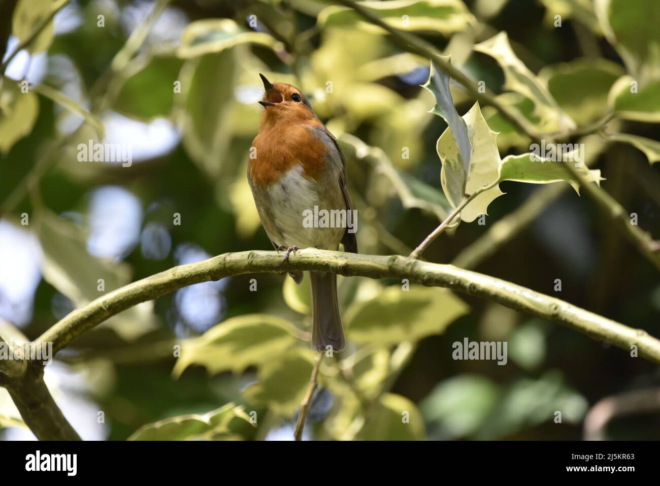 Nahaufnahme eines europäischen Robin (Erithacus rubecula), der vor der Kamera sitzt und von einem Holly Bush singt, der auf einem gewölbten horizontalen Zweig in Großbritannien thront Stockfoto