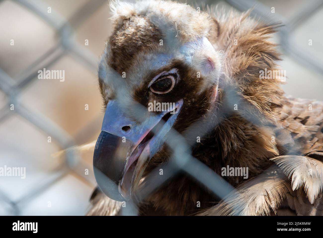 Ein Geier (Aegypius monachus) steht aus nächster Nähe durch den Zaun Stockfoto