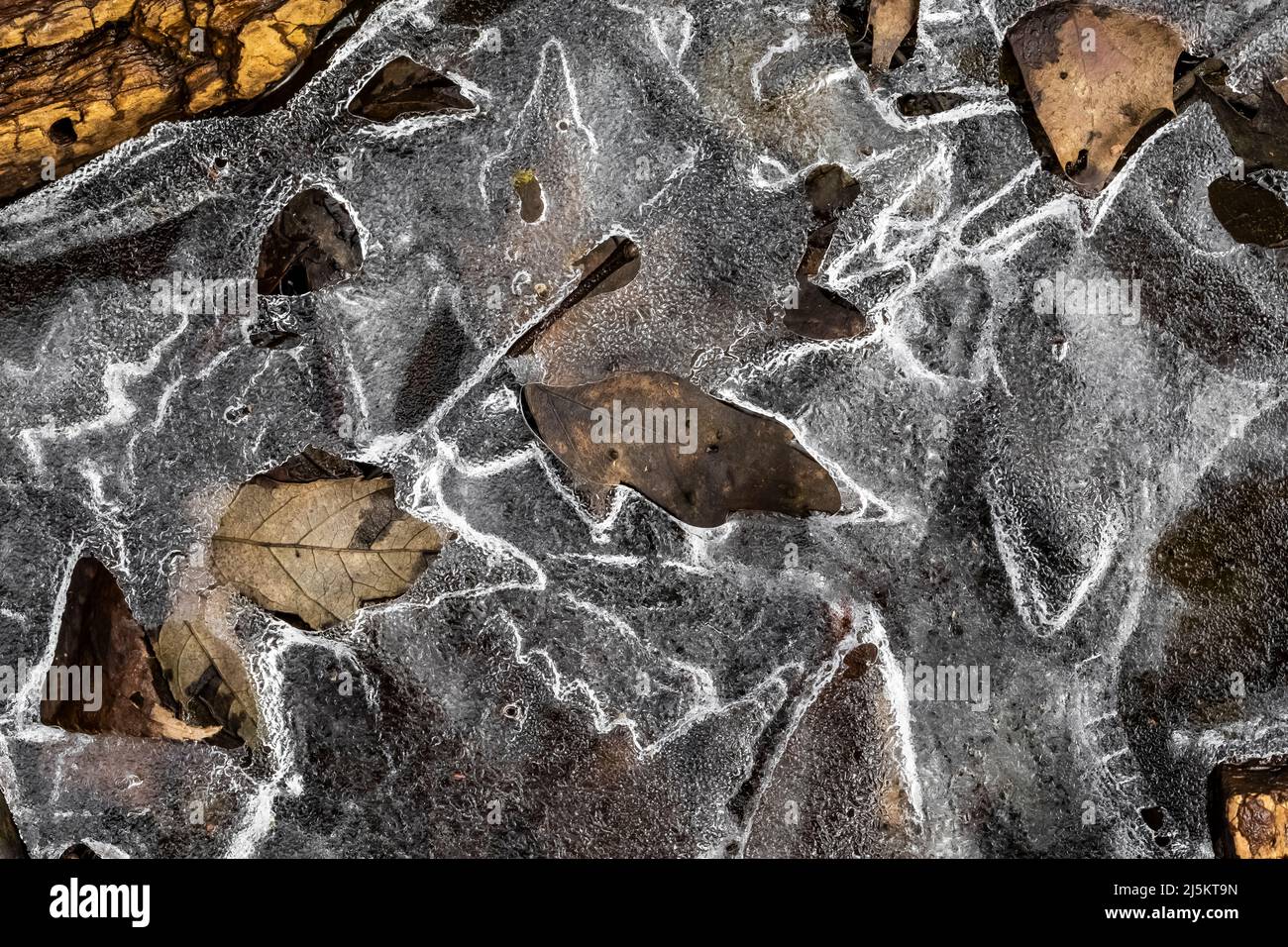 Eis- und Blattmuster im Eis im frühen Frühjahr im Woodland Park und Nature Preserve in Battle Creek, Michigan, USA Stockfoto