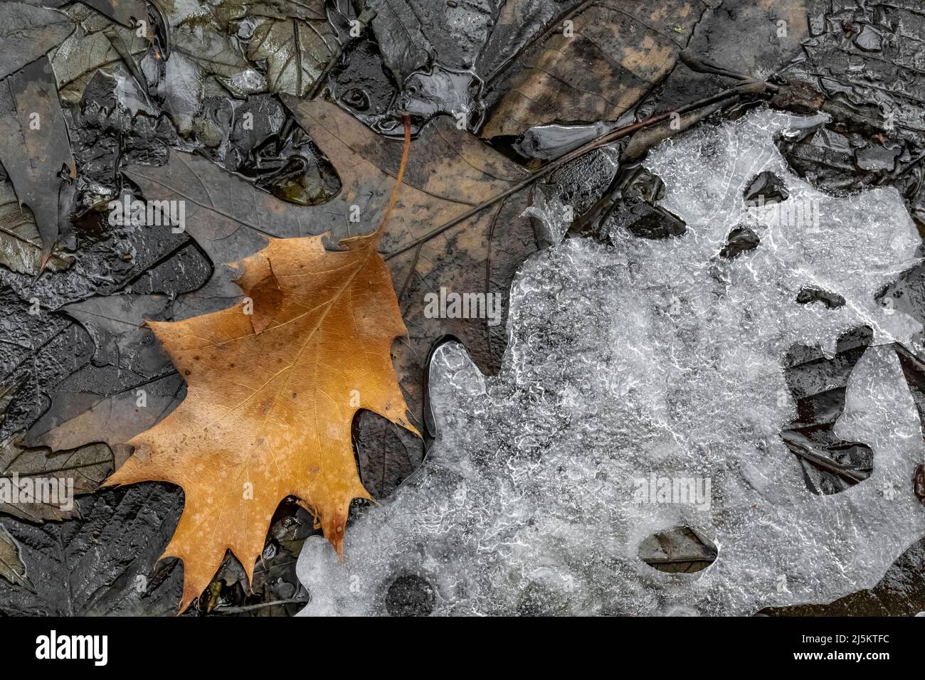 Eis- und Blattmuster im Eis im frühen Frühjahr im Woodland Park und Nature Preserve in Battle Creek, Michigan, USA Stockfoto