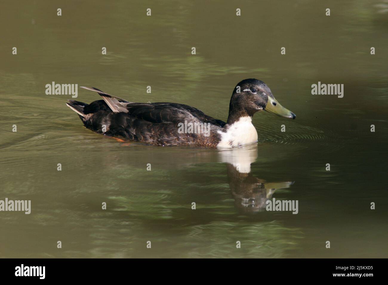 DOMASTIC ENTE Anas platyrhynchos oder Hausgans, die wild geworden ist und unter Stockenten lebt Stockfoto