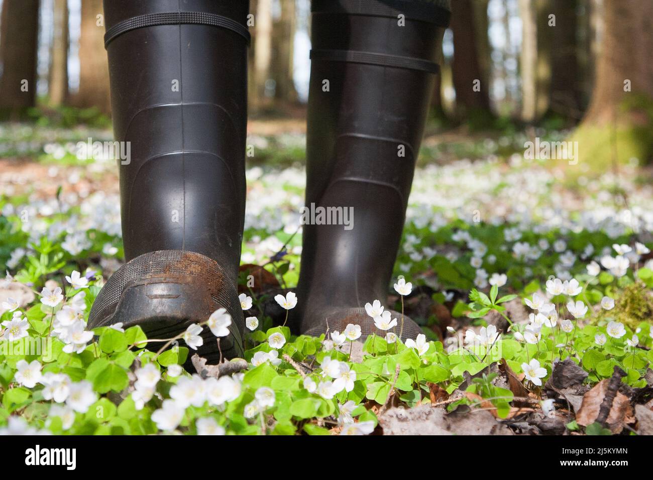 Durch den blühenden Wald mit Gummistiefeln. Ob Sie ein Jäger oder ein Naturliebhaber mit Gummistiefeln sind, können Sie durch die Wälder und Felder spazieren. Stockfoto