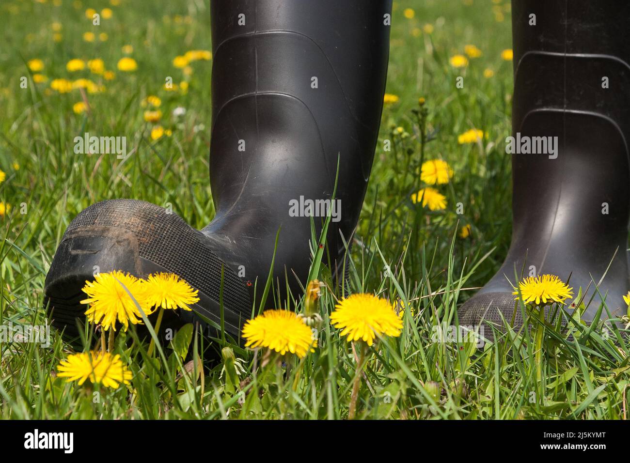 Das Tragen von Gummistiefeln beim Wandern auf der Wiese und in der Natur bietet guten Schutz gegen Zecken, da sie nicht höher als 1,50 Meter steigen. Stockfoto