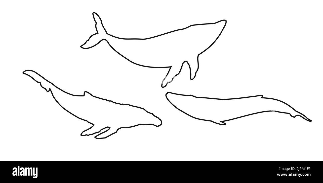 Set schwarz umrandet Wal, cachalot, Narwal, Einhorn-Fisch, Killerwal, Weißes Wal- oder Pottwal-Symbol auf weißem Hintergrund. Vektor Clipart illus Stock Vektor