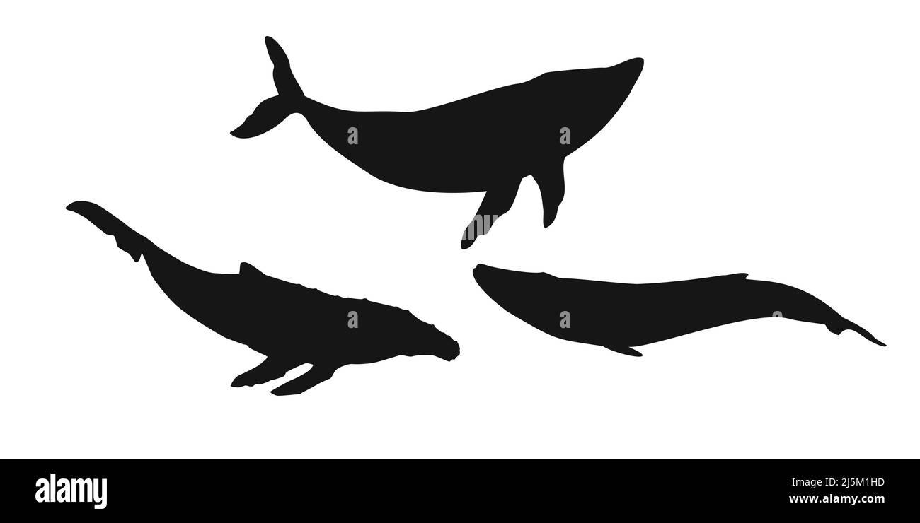 Set Schwarzwal, Cachalot, Narwal, Einhornfisch, Killerwal, Weißes Wal- oder Pottwal-Symbol auf weißem Hintergrund. Vektorgrafik Clipart. Stock Vektor